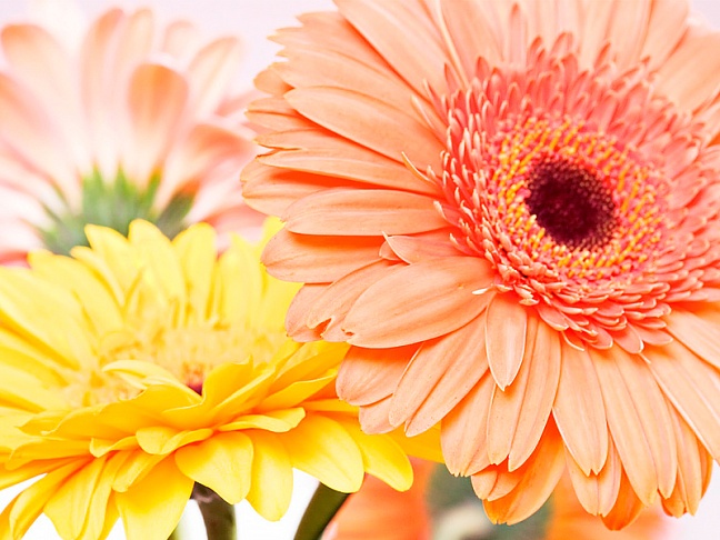 Дорогие женщины, поздравляем вас с праздником женственности и красоты - с днем 8 марта!